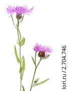 Луговой василек (Centaurea jacea) на белом фоне. Стоковое фото, фотограф Галина Ермолаева / Фотобанк Лори