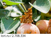 Углокрыльница c-белое (лат. Polygonia c-album) Стоковое фото, фотограф Алексей Букреев / Фотобанк Лори