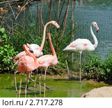 Фламинго (Phoenicopterus) Стоковое фото, фотограф Алёшина Оксана / Фотобанк Лори
