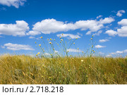 Летняя степь под синим небо с облаками. Стоковое фото, фотограф Борис Панасюк / Фотобанк Лори