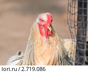 Петух на птичьем дворе. Брама светлая (Light Brahma) Стоковое фото, фотограф Алёшина Оксана / Фотобанк Лори
