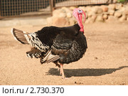 Индюк (Meleagris gallopavo) Стоковое фото, фотограф Алёшина Оксана / Фотобанк Лори