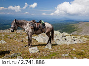 Пейзажи горного Алтая. Оседланная лошадь в ожидании седока. Стоковое фото, фотограф Наталья Волкова / Фотобанк Лори