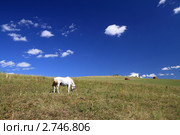Серая лошадь на склоне холма. Алтайский край. Стоковое фото, фотограф Григорий Писоцкий / Фотобанк Лори