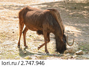Гну белохвостый (Connochaetes gnou) Стоковое фото, фотограф Алёшина Оксана / Фотобанк Лори