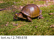 Трехпалая коробчатая черепаха - Terrapene carolina triunguis. Стоковое фото, фотограф Ирина Кожемякина / Фотобанк Лори