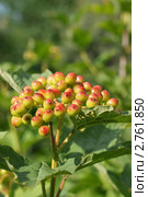 Созревающие ягоды калины блестят на солнце (лат. Viburnum opulus) Стоковое фото, фотограф Щеголева Ольга / Фотобанк Лори
