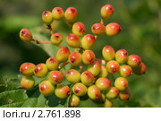 Созревающие ягоды калины на зеленом фоне (лат. Viburnum opulus) Стоковое фото, фотограф Щеголева Ольга / Фотобанк Лори