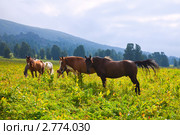 Горный пейзаж с табуном лошадей. Алтай. Стоковое фото, фотограф Яков Филимонов / Фотобанк Лори