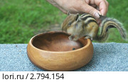 Игра с бурундуком (chipmunk) Стоковое видео, видеограф Частоколенко Борис Леонтьевич / Фотобанк Лори