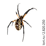 Аргиопа брюнниха, или паук-оса (паук-зебра)– лат. Argiope bruennichi. Стоковое фото, фотограф Ирина Кожемякина / Фотобанк Лори
