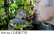 Поцелуи с бурундуком (chipmunk) Стоковое видео, видеограф Частоколенко Борис Леонтьевич / Фотобанк Лори