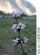 Зопник клубненосный (Phlomoides tuberosa) Стоковое фото, фотограф Анна Омельченко / Фотобанк Лори