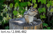 Бурундук (chipmunk). Крепкий орешек. Стоковое видео, видеограф Частоколенко Борис Леонтьевич / Фотобанк Лори