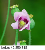 Мак опийный или снотворный (Papaver somniferum) Стоковое фото, фотограф Алёшина Оксана / Фотобанк Лори