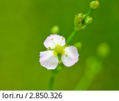Цветок частухи подорожниковой (Alisma plantago-aquatica) Стоковое фото, фотограф Алёшина Оксана / Фотобанк Лори