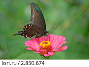 Парусник Маака ( Papilio Maackii ) на цветке циннии. Стоковое фото, фотограф Елена Семистенова / Фотобанк Лори