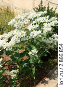 Молочай окаймленный, цветущее растение (Богатая невеста, Snow-on-the-mountain, Euphorbia marginata) Стоковое фото, фотограф Щеголева Ольга / Фотобанк Лори