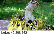 Встревоженный бурундук (chipmunk) на подсолнухе. Стоковое видео, видеограф Частоколенко Борис Леонтьевич / Фотобанк Лори