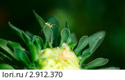 Крабовый паучок (crab spider, Thomisidae) плетет паутину на бутоне астры. Стоковое видео, видеограф Игорь Жоров / Фотобанк Лори