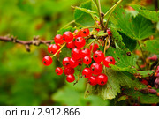 Красная смородина. (Ribes rubrum) Стоковое фото, фотограф Алёшина Оксана / Фотобанк Лори