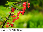 Красная смородина. (Ribes rubrum) Стоковое фото, фотограф Алёшина Оксана / Фотобанк Лори