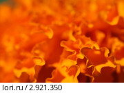 Фон из огненно-оранжевых лепестков бархатцев (Tagetes). Малая ГРИП. Стоковое фото, фотограф Щеголева Ольга / Фотобанк Лори