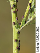 Коричневая тля (Aphidoidea) на побеге растения. Стоковое фото, фотограф Игорь Долгов / Фотобанк Лори
