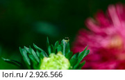 Крабовый паучок (crab spider, Thomisidae) плетет паутину на бутоне астры. Стоковое видео, видеограф Игорь Жоров / Фотобанк Лори