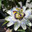 Цветок пассифлоры (страстоцвет, Passiflora coerulea) Стоковое фото, фотограф Григорий Стоякин / Фотобанк Лори