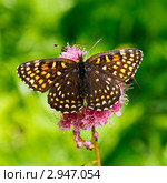 Бабочка шашечница диамина (Melitaea diamina), сидящая на цветке. Стоковое фото, фотограф Сергей Гусев / Фотобанк Лори