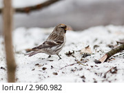 Чечетка, Acanthis flammea, Redpoll. Стоковое фото, фотограф Василий Вишневский / Фотобанк Лори