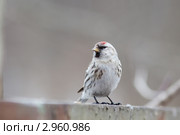 Чечетка, Acanthis flammea, Redpoll. Стоковое фото, фотограф Василий Вишневский / Фотобанк Лори