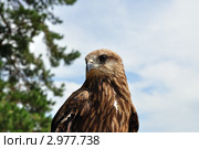Коршун. Стоковое фото, фотограф Александр Тараканов / Фотобанк Лори