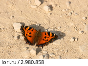 Яркая бабочка на светлой земле (Крапивница обыкновенная,  Aglais urticae) Стоковое фото, фотограф Щеголева Ольга / Фотобанк Лори