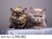 Две кошки. Стоковое фото, фотограф Яна Королёва / Фотобанк Лори