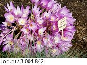 Колхикиум или безвременник (Colchicum) Стоковое фото, фотограф Александр Щепин / Фотобанк Лори