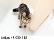 Серый котенок стоит в ванной. Стоковое фото, фотограф Анастасия Репина / Фотобанк Лори