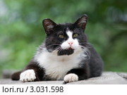 Дикий черно-белый кот сердится. Стоковое фото, фотограф Pukhov K / Фотобанк Лори