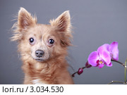 Портрет грустной собаки. Стоковое фото, фотограф Яна Королёва / Фотобанк Лори