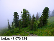Хвойный лес на склоне горы в тумане. Стоковое фото, фотограф Яков Филимонов / Фотобанк Лори