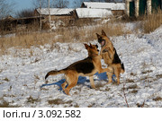 Игра  больших щенков немецкой овчарки. Стоковое фото, фотограф Карнаух Светлана / Фотобанк Лори