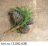 Шишки сибирского кедра, или сосны сибирской кедровой (Pinus sibirica) Стоковое фото, фотограф Заноза-Ру / Фотобанк Лори