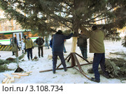 Установка рабочими Новогодней елки в крестовину (2011 год). Редакционное фото, фотограф Анатолий Матвейчук / Фотобанк Лори