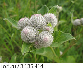 Соцветие лопуха войлочного или паутинистого (Arctium tomentosum) Стоковое фото, фотограф Заноза-Ру / Фотобанк Лори