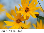 Цветы топинамбура, земляной груши (Helianthus tuberosus) Стоковое фото, фотограф макаров виктор / Фотобанк Лори