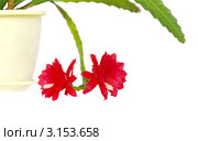 Цветы кактуса Эпифилиум (Epiphyllum hybridum hort.) Стоковое фото, фотограф Галина Хорошман / Фотобанк Лори