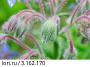 Бутоны огуречной травы (Borago officinalis) Стоковое фото, фотограф Алёшина Оксана / Фотобанк Лори