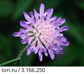 Короставник полевой - Knautia arvensis. Стоковое фото, фотограф Алёшина Оксана / Фотобанк Лори