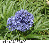 Лук голубой - соцветие (Allium caeruleum Pall.) Стоковое фото, фотограф Светлана Зотеева / Фотобанк Лори